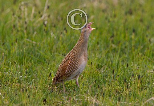 Corncrake DM0856